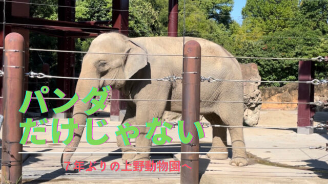 上野動物園の見どころはパンダだけじゃない